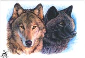 Magnet Two Wolf
