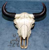 Zier - Stierschdel